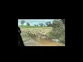Lot 6 Nacooma Flicka - Forbes Working Dog Auction 2026