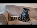 BarkBox July 2023 Theme Reveal and Unboxing Starring Monty Carlos