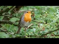 Download Lagu One Hour Relaxing Birdsong: European Robin