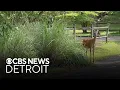 Beverly Hills considers cull trapping for deer overpopulation