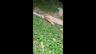 Survival Skills: SIMPLE and USEFUL #bushcraft #camping #outdoors 43
