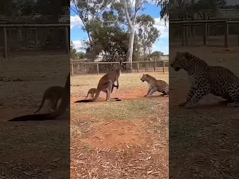 Can the kangaroo protect the little one from the invading leopard?