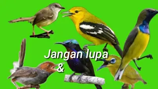 suara burung sapujagat gacor untuk memikat burung kecil