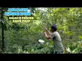 Download Lagu Memuaskan Mikat Burung Konin Pakek Pikat Ternyata Konin Licik Pun Langsung Emosi