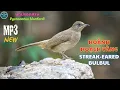 ✅Tiếng chim Hoành hoạch vàng mồi | Bông lau tai vằn | Streak-eared Bulbul | นกปรอดสวน (P8)