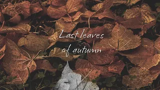 اغنية انجليزية مترجمة أوراق الخريف الأخيرة Last Leaves Of Autumn Zleepyfred 2025 