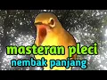 Download Lagu masteran pleci nembak panjang