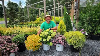 Low Maintenance and Easy Shrubs to Grow Around Your Home