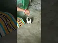Download Lagu Hamster 🐹🐹♥️ #shorts #shortvideo #hamster #gunieapig