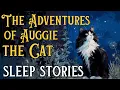 BEST Sleep Stories Compilation The Adventures of Auggie the Cat Sleepy Cat Stories