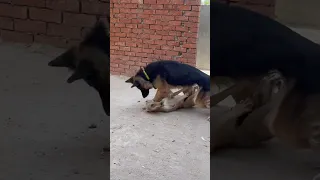 اقوي واشرس لقاء لقاء الذئب مع الكلب يتري مين فيهم اقوي  اقوي واشرس لقاء لقاء الذئب مع الكلب يتري مين فيهم اقوي