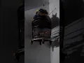 Perkutut bangkok bunyi di malam hari