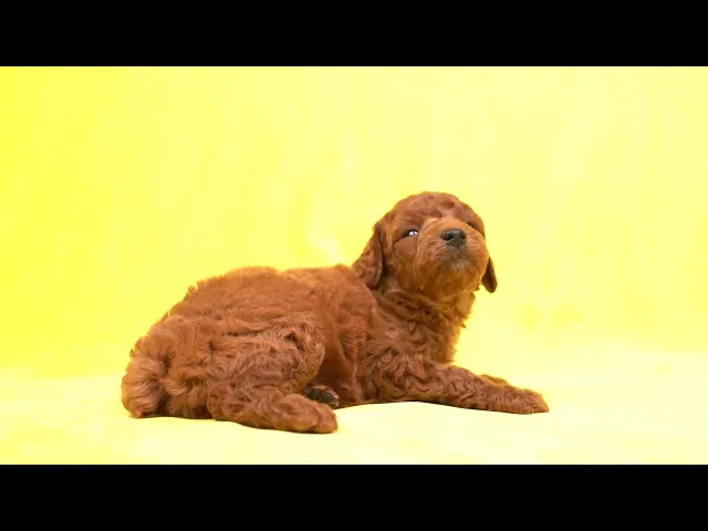 動画