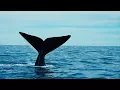 Download Lagu Grandes documentales - El gigante del Ártico