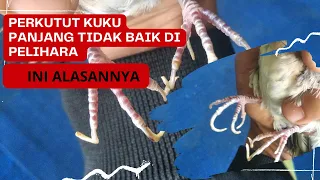 perkutut kuku panjang itu bukan katuranggan u0026 tidak baik di pelihara