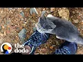 Lost Kitten Is SO HAPPY When She Finally Sees A Hiker Who Can Help | The Dodo