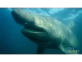 Basking Sharks SHARK ACADEMY