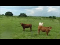 The Cattle Range Listing - 201