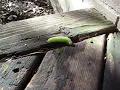 The Green Squirmy Worm
