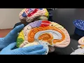 Brain Model