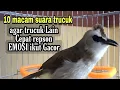 Download Lagu pancingan trucukan EMOSI ngotot ini bikin trucukan Lain seketika ikut Ngamuk rajin bunyi Buka paruh