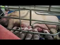 Farrowing Crates For Pigs Pig Farrowing Bed
