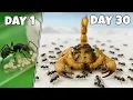 Download Lagu Simulating a Bullet Ant Colony for 30 days 😱 ANTTREK