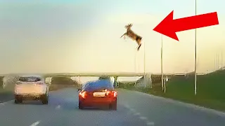What Happens When People And Animals Share The Road