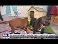 Minnesota animal rescue Pet Haven opens facility to bring people together
