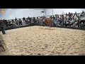 Schmitty s Horse Sale Applington IA