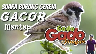 Download Suara Burung Gereja Gacor Mantap MP3