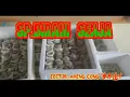 Download Lagu SP.BIRAHI SENJA || SUARA WALET || BY EDITOR HANDAL ||