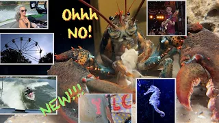 What's Wrong With My Lobster? Plus So Much More!