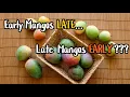 Early Mangos LATE Late Mangos EARLY