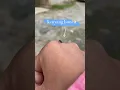 Nyamuk makan darah!!