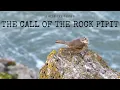 Download Lagu The Call of The European Rock Pipit