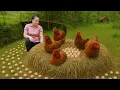 Download Lagu Harvest 1000+ Chicken Eggs On The Farm And Sell Them At Market, Plant A New Bean Varieties
