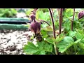 Knikkend nagelkruid ~ Geum rivale | NL Bloeit! ~ Knikkend nagelkruid