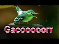Download Lagu Spesial Pancingan Sirtu Khusus Buat Sirtu Mogok Jadi Gacor fighter