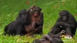 ابو شيماء اتهور 