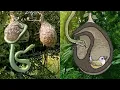 Download Lagu Incredible Ways Birds Builds their House