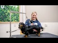 Inside the Salon Meet Brandy Petco Grooming Team
