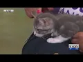 Clear the Shelters Meet a kitten available for adoption at Austin Animal Center