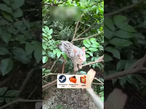 Кормление Бенгальских кошек