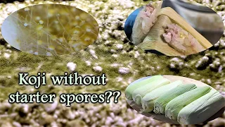 Can you grow Koji without a spore starter with Sandor Katz
