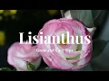 Lisianthus Grow and Care Tips