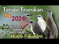 Download Lagu Terapi TRUCUKAN STRES - Terapi Trucuk MACET BUNYI biar cepat gacor dan ropel