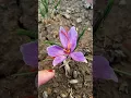 Lagu how to grow saffron at home #shorts