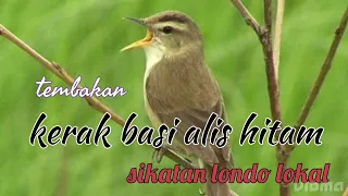 Download kerak basi alis hitam gacor || tembakan kerak basi alis hitam || masteran cendet || Niki Bos MP3