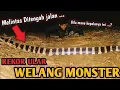 Lagu PENANGKAPAN ULAR WELANG RAKSASA RASA KING KOROS! ULAR WELANG TERBESAR DAN TERPANJANG!